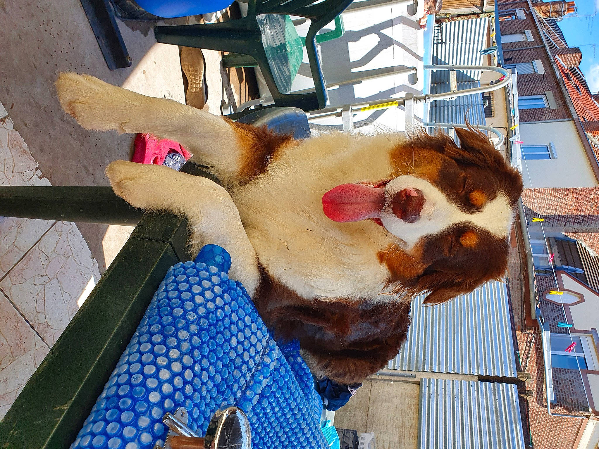 Pandora participe au concours pour gagner de l'argent avec cette photo : fawn, fur