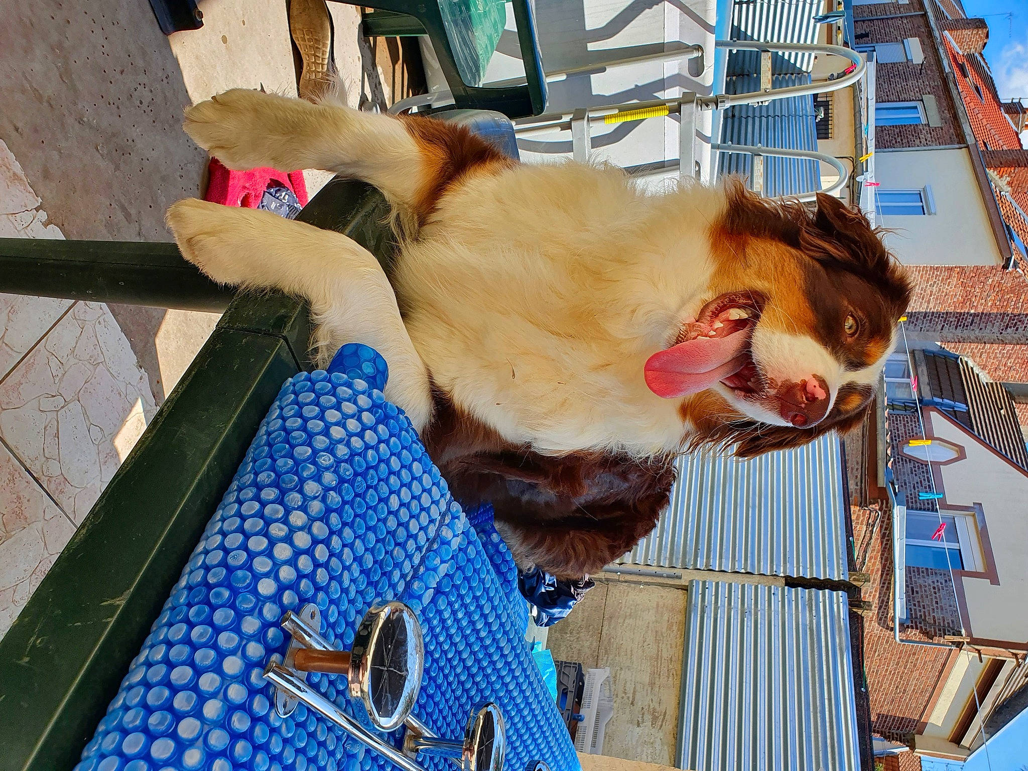 Pandora participe au concours pour gagner de l'argent avec cette photo : fawn, fur, primate