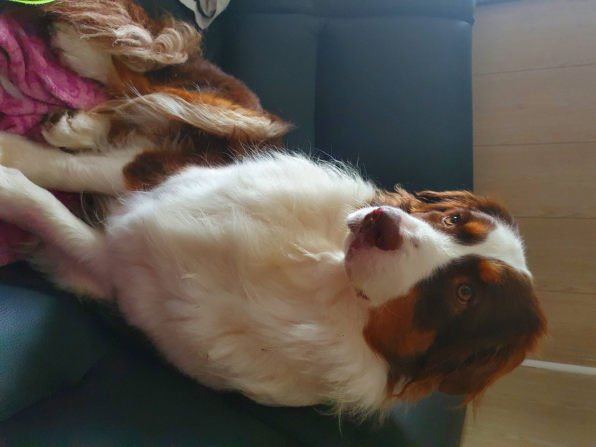 Pandora a rejoint le concours — aidez-le/la à gagner de superbes lots ! brittany, canidae, carnivore, cavalier_king_charles_spaniel, companion_dog, dog, dog_breed, english_springer_spaniel, fawn, french_spaniel, fur, irish_red_and_white_setter, king_charles_spaniel, kooikerhondje, puppy_love, spaniel, sporting_group, welsh_springer_spaniel