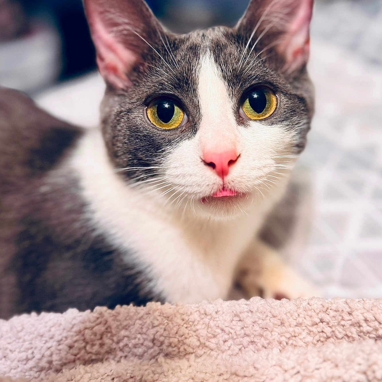 Alex joined the competition — help win amazing prizes! abyssinian, angora, animal, blanket, cat, kitten, manx, pet, siamese, snout, towel