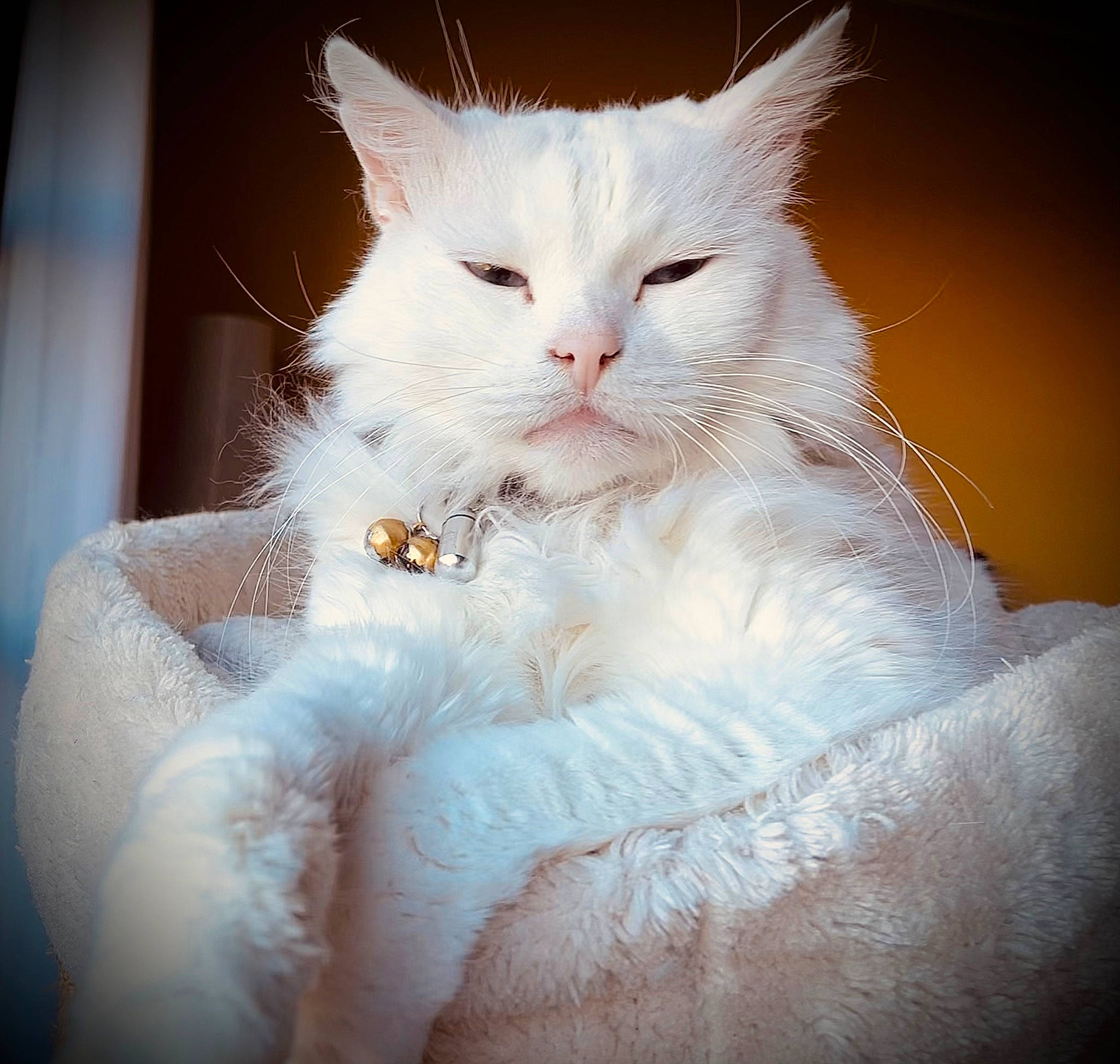 Sushi a rejoint le concours — aidez-le/la à gagner de superbes lots ! carnivore, cat, claw, comfort, felidae, fur, head, iris, natural_material, paw, small_to_medium_sized_cats, snout, tail, whiskers