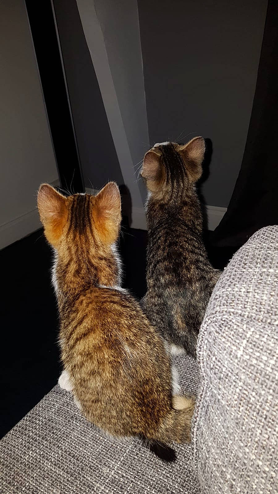 Koumal Et Sangha participe au concours pour gagner de l'argent avec cette photo : asian, carnivore, cat, domestic_short_haired_cat, dragon_li, ear, egyptian_mau, european_shorthair, fawn, felidae, fur, kitten, mammal, ocicat, savannah, small_to_medium_sized_cats, tabby_cat, tail, textile, whiskers