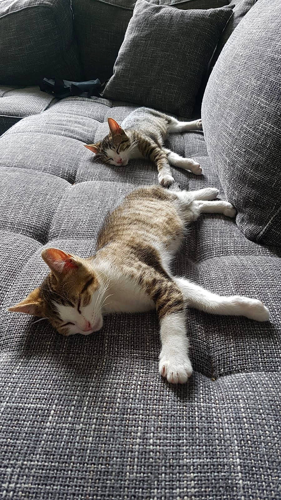 Koumal Et Sangha a rejoint le concours — aidez-le/la à gagner de superbes lots ! aegean_cat, asian, australian_mist, carnivore, cat, domestic_short_haired_cat, dragon_li, european_shorthair, fawn, felidae, kitten, mammal, nap, ocicat, paw, polydactyl_cat, singapura, small_to_medium_sized_cats, tabby_cat, whiskers