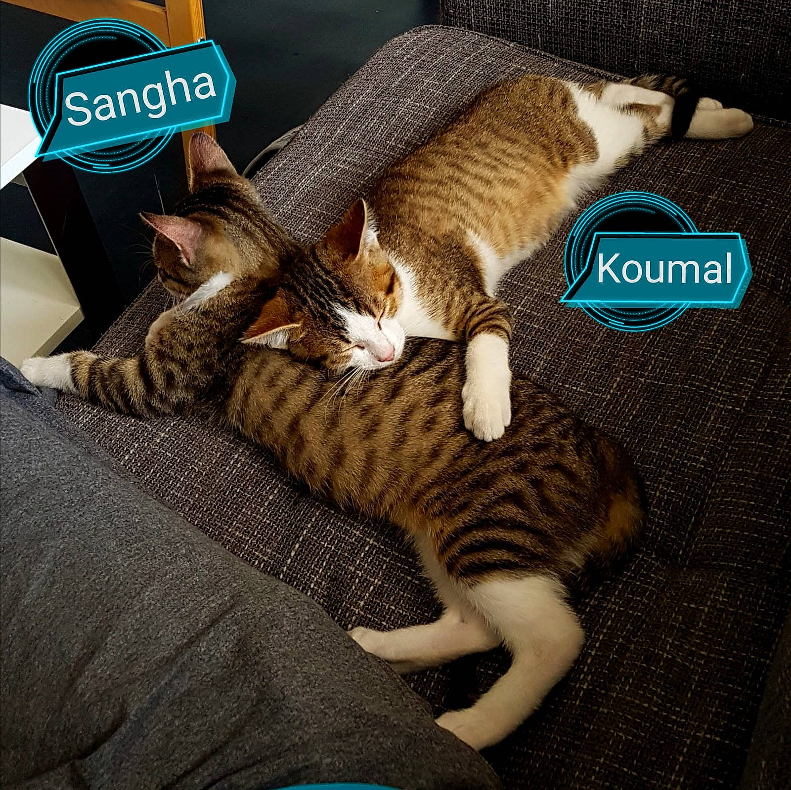 Koumal Et Sangha participe au concours pour gagner de l'argent avec cette photo : asian, carnivore, cat, domestic_short_haired_cat, dragon_li, european_shorthair, fawn, felidae, fur, kitten, ocicat, photo_caption, play, small_to_medium_sized_cats, tabby_cat, tail, whiskers