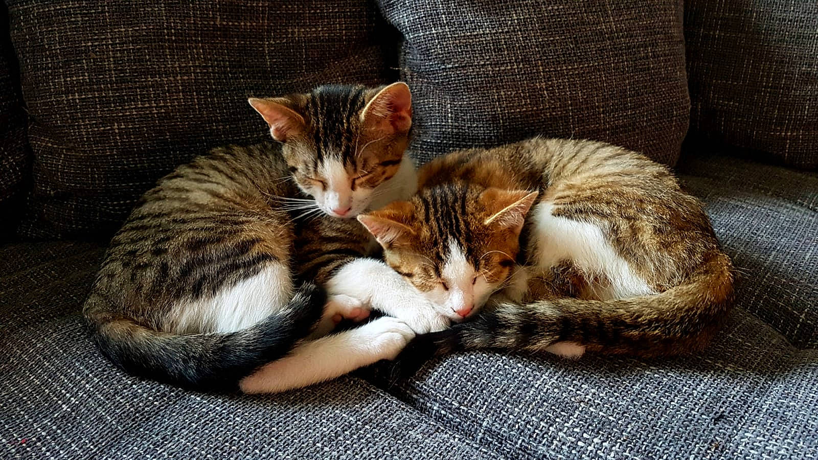 Koumal Et Sangha a rejoint le concours — aidez-le/la à gagner de superbes lots ! aegean_cat, arabian_mau, carnivore, cat, domestic_short_haired_cat, dragon_li, european_shorthair, felidae, fur, kitten, mammal, nap, small_to_medium_sized_cats, tabby_cat, whiskers