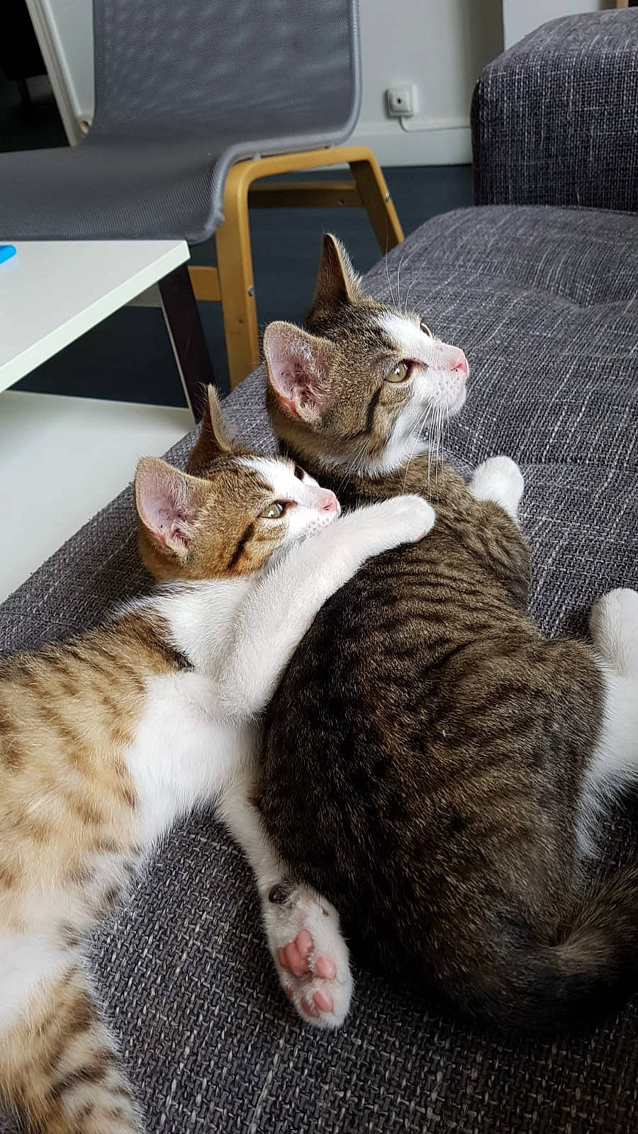 Koumal Et Sangha participe au concours pour gagner de l'argent avec cette photo : aegean_cat, asian, carnivore, cat, domestic_short_haired_cat, dragon_li, ear, european_shorthair, felidae, fur, kitten, mammal, nap, ocicat, paw, small_to_medium_sized_cats, tabby_cat, whiskers