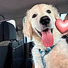 Aiko a rejoint le concours — aidez-le/la à gagner de superbes lots ! golden_retriever, puppy, dog, car, blue_harness, tongue_out, pet, animal, happy, cute, indoor, seat, window, person, love_emoji, fur, smiling, canine, transport, companion