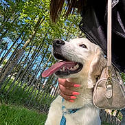 Aiko a rejoint le concours — aidez-le/la à gagner de superbes lots ! dog, golden_retriever, tongue_out, happy, pet, outdoor, greenery, trees, grass, fence, person, hand, nails, purse, sunny, daylight, nature, leash, canine, closeup
