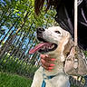 dog, golden_retriever, tongue_out, happy, pet, outdoor, greenery, trees, grass, fence, person, hand, nails, purse, sunny, daylight, nature, leash, canine, closeup