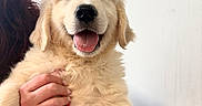 Aiko participe au concours pour gagner de l'argent avec cette photo : puppy, golden_retriever, dog, animal, pet, cute, fluffy, tongue_out, happy, smiling, hand, holding, table, indoor, white_wall, fur, young, friendly, domestic_animal, mammal
