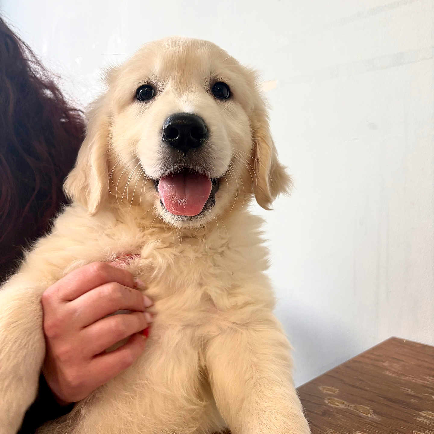 Aiko participe au concours pour gagner de l'argent avec cette photo : puppy, golden_retriever, dog, animal, pet, cute, fluffy, tongue_out, happy, smiling, hand, holding, table, indoor, white_wall, fur, young, friendly, domestic_animal, mammal