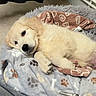 Aiko a rejoint le concours — aidez-le/la à gagner de superbes lots ! puppy, dog, golden_retriever, blanket, paw_print, soft, cute, sleepy, indoor, fur, pet, animal, cozy, lying_down, resting, comfort, cute_animal, warm, young, relaxed