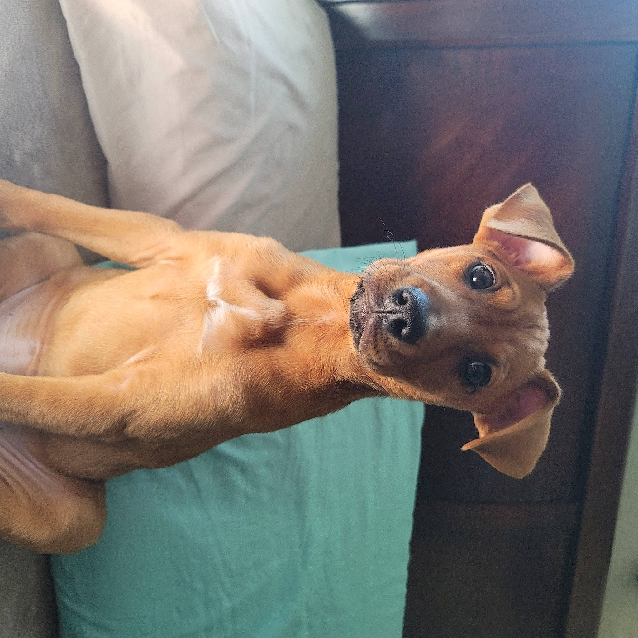 Scooby is registered to the contest to win money with this photo: carnivore, collar, companion_dog, dog, dog_breed, dog_collar, ear, elbow, eyewear, fawn, gesture, hand, liver, snout, sporting_group, sunglasses, watch, whiskers, working_animal, wrist