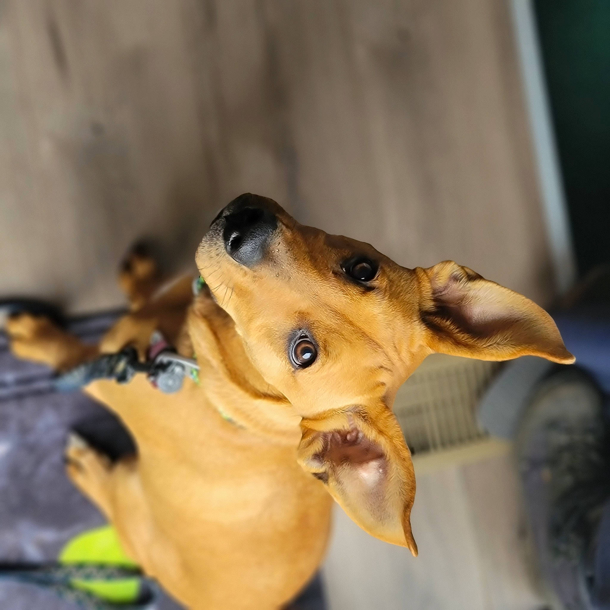Scooby joined the competition — help win amazing prizes! amphibian, canidae, carnivore, companion_dog, dog, dog_breed, ear, fawn, snout, terrestrial_animal, terrestrial_plant, whiskers, wood, working_animal
