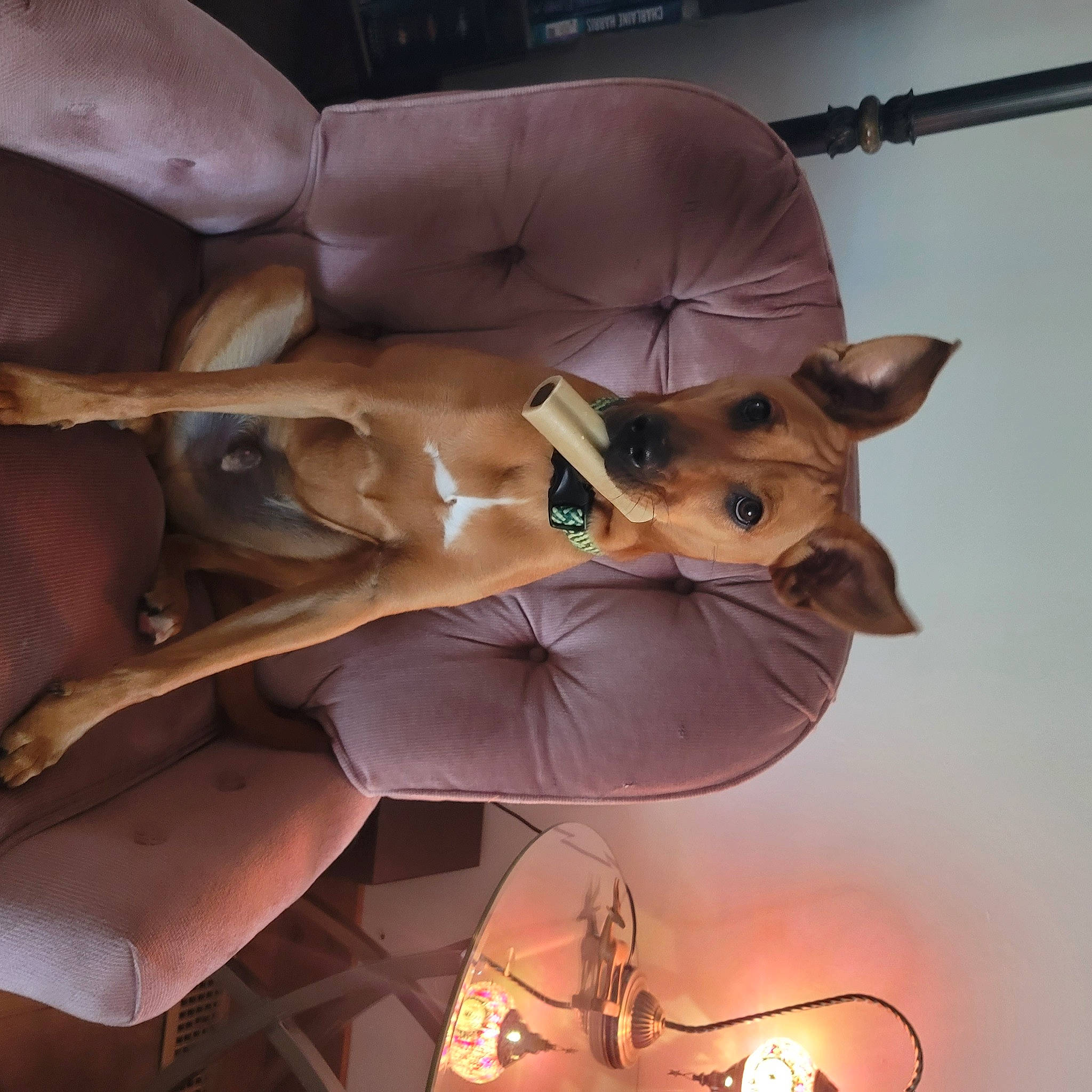 Scooby is registered to the contest to win money with this photo: abdomen, art, ceiling, cg_artwork, chest, dress, fawn, fictional_character, fur, human_body, human_leg, metal, mythology, navel, sculpture, statue, trunk, visual_arts, wing, wood