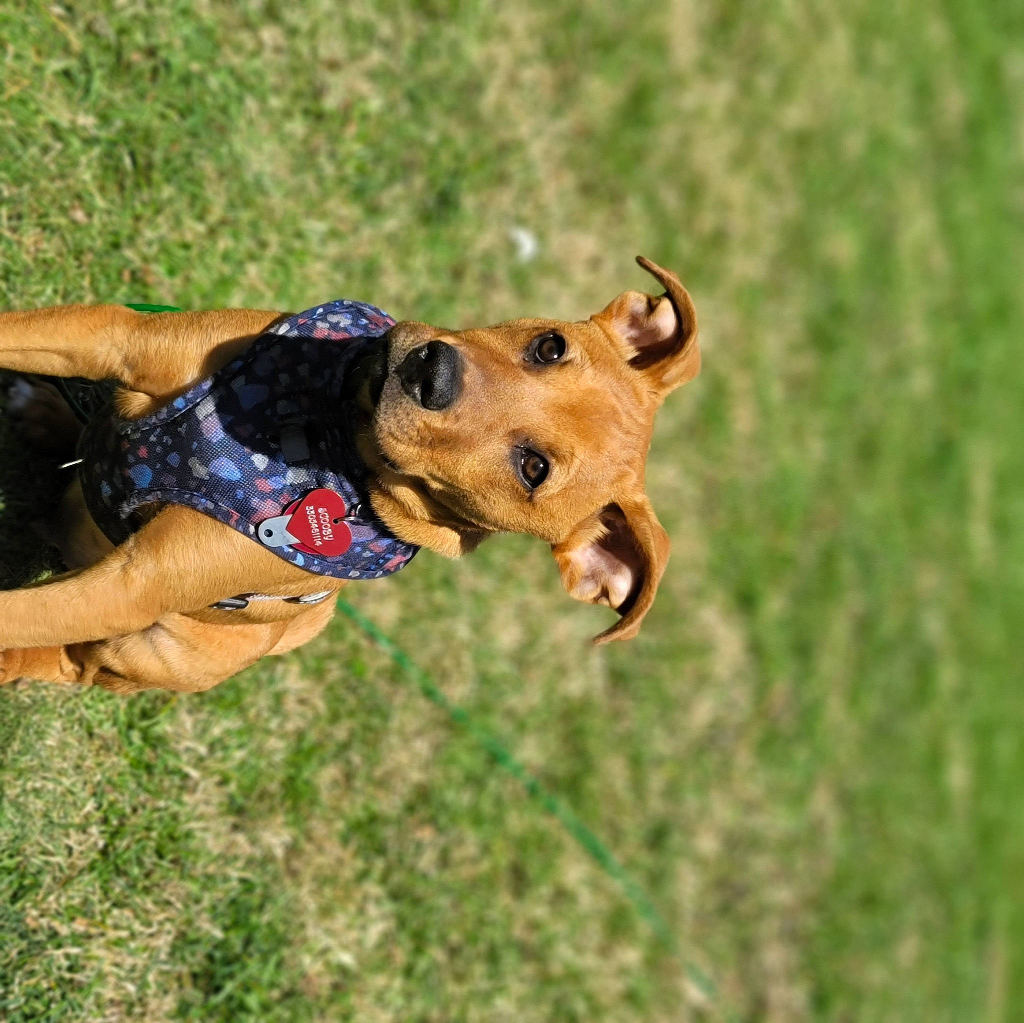 Scooby is registered to the contest to win money with this photo: canidae, carnivore, collar, companion_dog, dog, dog_breed, dog_clothes, dog_collar, dog_supply, fawn, grass, grassland, guard_dog, happy, liver, people_in_nature, snout, sporting_group, terrestrial_animal, working_animal