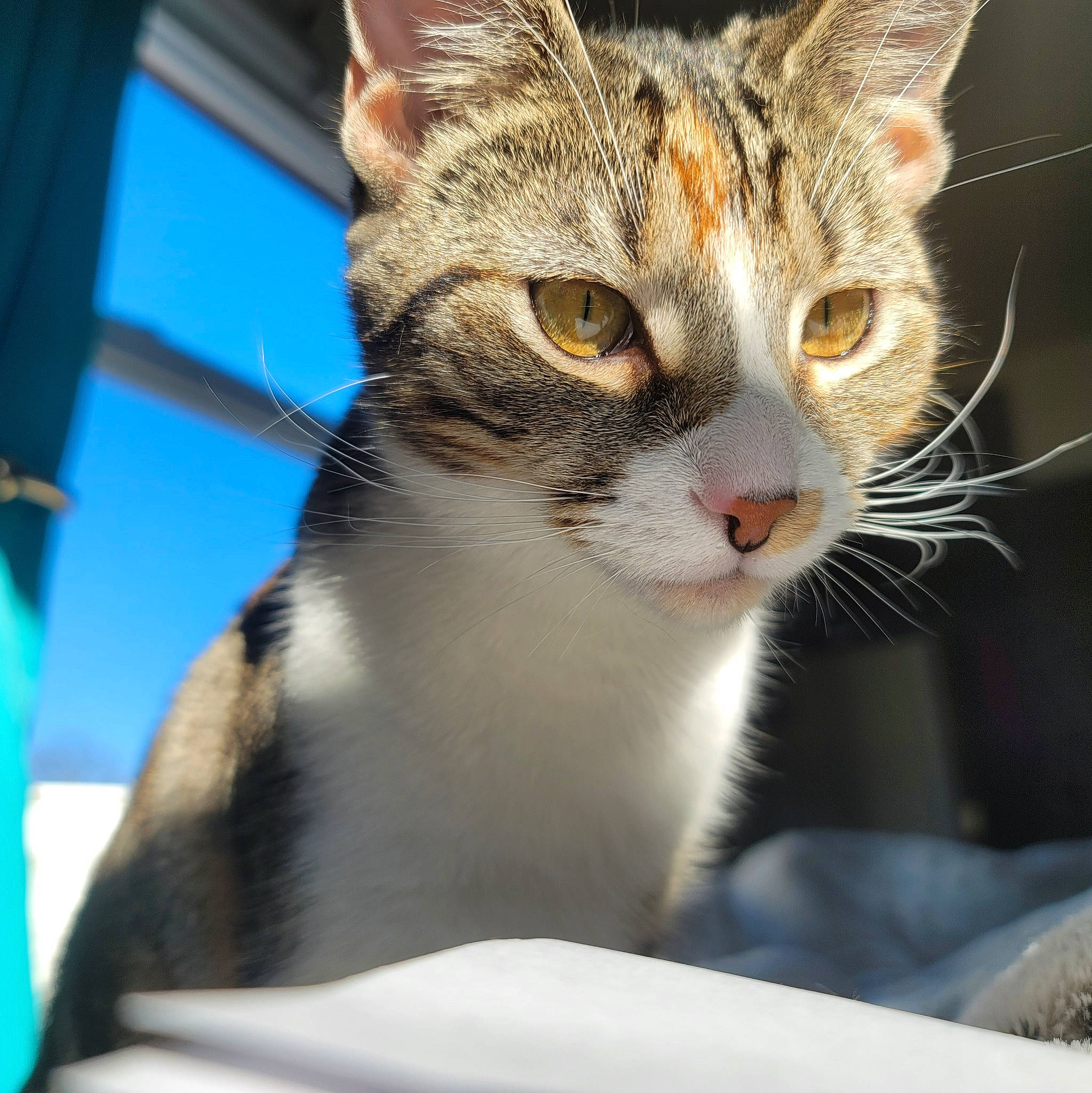 Fiona is registered to the contest to win money with this photo: carnivore, cat, collar, domestic_short_haired_cat, felidae, fur, iris, small_to_medium_sized_cats, snout, terrestrial_animal, tree, whiskers, window