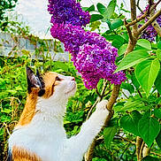 Elphaba joined the competition — help win amazing prizes! cat, calico_cat, flower, purple_flower, lilac, plant, green_leaves, tree_branch, outdoor, nature, animal, pet, curious, feline, close_up, daylight, garden, spring, flora, wildlife