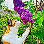 cat, calico_cat, flower, purple_flower, lilac, plant, green_leaves, tree_branch, outdoor, nature, animal, pet, curious, feline, close_up, daylight, garden, spring, flora, wildlife
