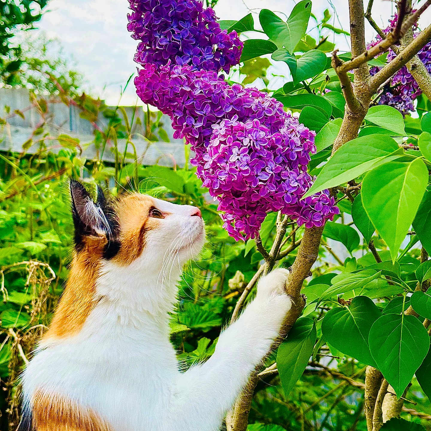 Elphaba joined the competition — help win amazing prizes! animal, calico_cat, cat, close_up, curious, daylight, feline, flora, flower, garden, green_leaves, lilac, nature, outdoor, pet, plant, purple_flower, spring, tree_branch, wildlife