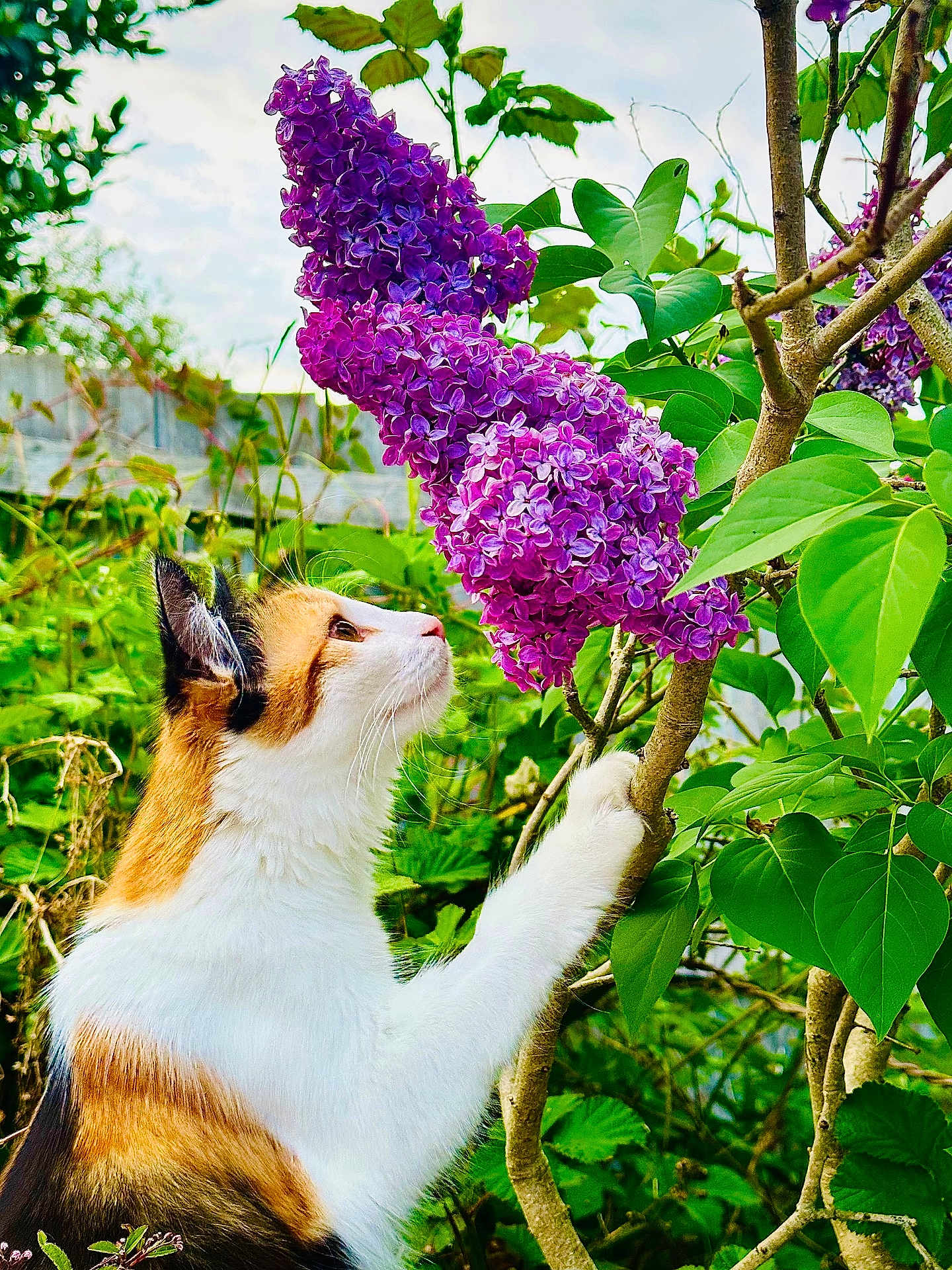 Elphaba joined the competition — help win amazing prizes! cat, calico_cat, flower, purple_flower, lilac, plant, green_leaves, tree_branch, outdoor, nature, animal, pet, curious, feline, close_up, daylight, garden, spring, flora, wildlife