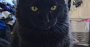 Carl E. is registered to the contest to win money with this photo: animal, background, black_cat, cat, close_up, clothes, domestic_cat, feline, fluffy_fur, fur, household, indoor, looking, pet, portrait, sitting, soft_light, whiskers, yellow_eyes