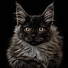 Balou a rejoint le concours — aidez-le/la à gagner de superbes lots ! cat, black_cat, fluffy, long_hair, maine_coon, portrait, close_up, golden_eyes, whiskers, ears, fur, feline, pet, animal, studio_lighting, black_background, symmetrical, staring, majestic, cute