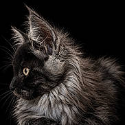 Balou a rejoint le concours — aidez-le/la à gagner de superbes lots ! cat, black_cat, longhaired, maine_coon, feline, portrait, profile, golden_eye, ear_tufts, whiskers, fur, fluffy, mane, dramatic_lighting, studio, black_background, close_up, animal, elegant, regal