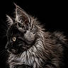 cat, black_cat, longhaired, maine_coon, feline, portrait, profile, golden_eye, ear_tufts, whiskers, fur, fluffy, mane, dramatic_lighting, studio, black_background, close_up, animal, elegant, regal