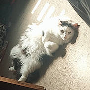 Cheshire is registered to the contest to win money with this photo: cat, fluffy, white, black, carpet, sunlight, indoor, pet, animal, relaxed, fur, paw, looking, resting, shadow, window_light, cute, cozy, home, lying_down
