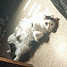 cat, fluffy, white, black, carpet, sunlight, indoor, pet, animal, relaxed, fur, paw, looking, resting, shadow, window_light, cute, cozy, home, lying_down