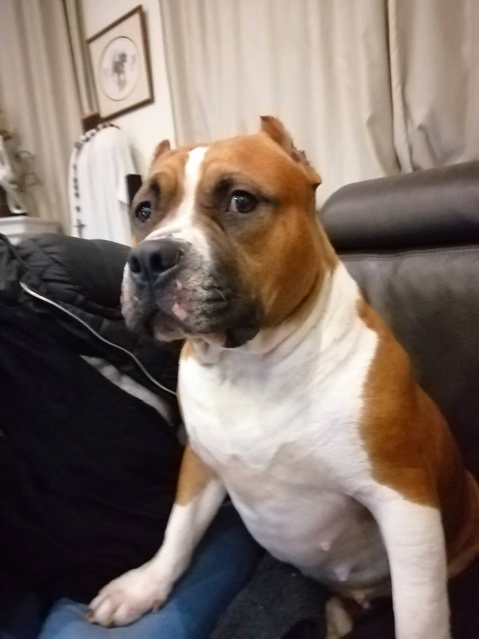 Nikki participe au concours pour gagner de l'argent avec cette photo : american_pit_bull_terrier, american_staffordshire_terrier, ancient_dog_breeds, australian_bulldog, bulldog, canidae, carnivore, companion_dog, dog, dog_breed, fawn, mammal, non_sporting_group, nose, pit_bull, rare_breed_dog, snout, sporting_group, staffordshire_bull_terrier, vertebrate