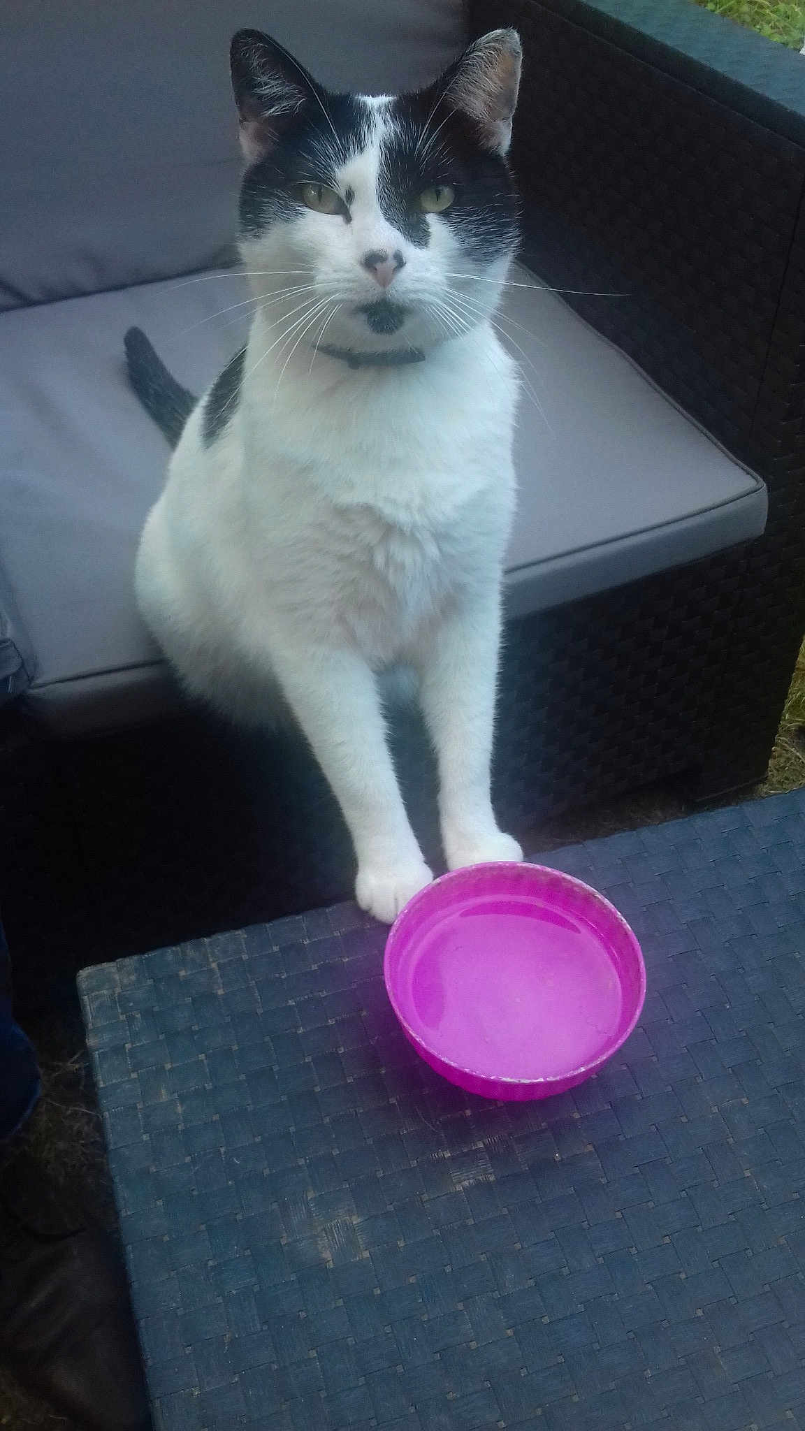 Lulu La Spatule