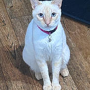 Sweet Pea joined the competition — help win amazing prizes! cat, cream_colored, blue_eyes, collar, bell, sitting, wooden_floor, indoor, pet, feline, fur, animal, domestic, looking_at_camera, cute, whiskers, ears, paws, alert, close_up