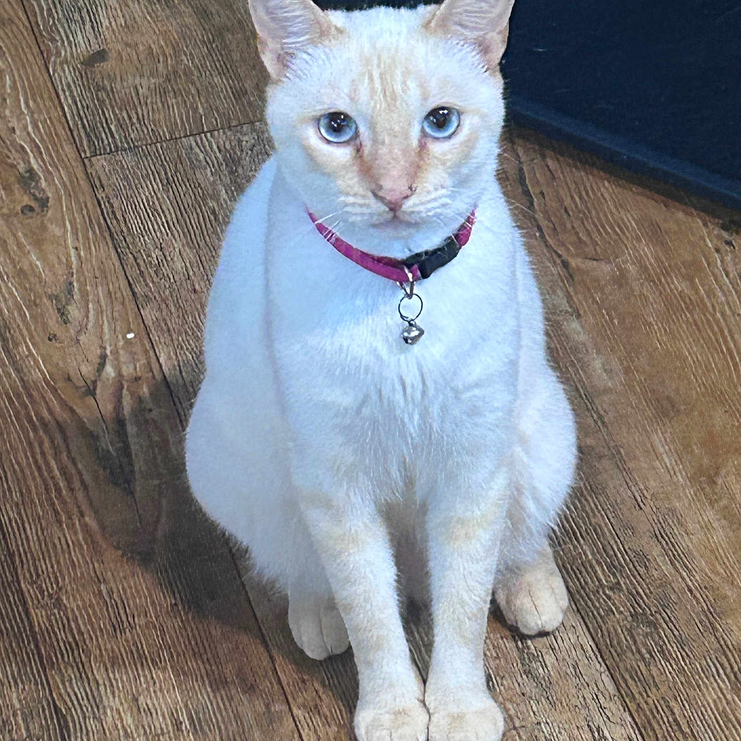 Sweet Pea joined the competition — help win amazing prizes! cat, cream_colored, blue_eyes, collar, bell, sitting, wooden_floor, indoor, pet, feline, fur, animal, domestic, looking_at_camera, cute, whiskers, ears, paws, alert, close_up