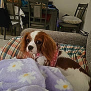 Lady Hazel joined the competition — help win amazing prizes! blanket, brown_and_white, canine, chairs, couch, cozy, daisy_pattern, dining_table, dog, furniture, home, indoor, pet, pillow, pink_harness, purple_blanket, relaxing, small_dog, striped_pillow, wall_photos