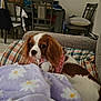 blanket, brown_and_white, canine, chairs, couch, cozy, daisy_pattern, dining_table, dog, furniture, home, indoor, pet, pillow, pink_harness, purple_blanket, relaxing, small_dog, striped_pillow, wall_photos