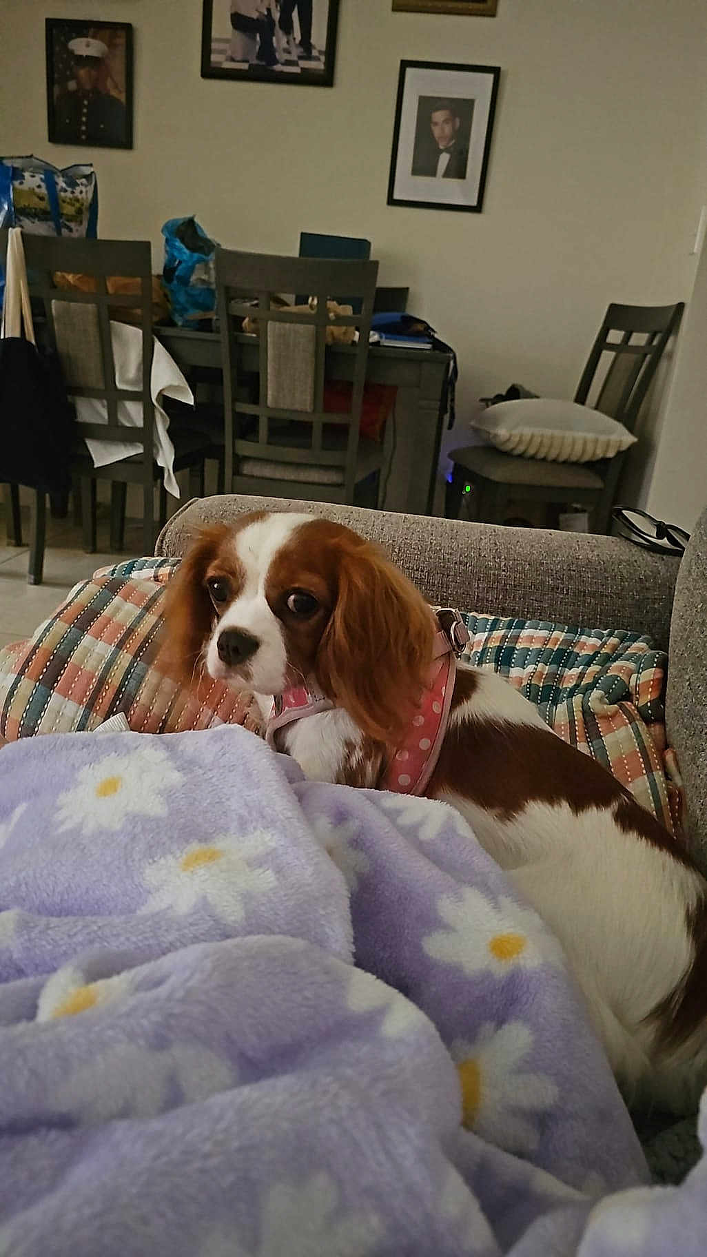 Lady Hazel joined the competition — help win amazing prizes! blanket, brown_and_white, canine, chairs, couch, cozy, daisy_pattern, dining_table, dog, furniture, home, indoor, pet, pillow, pink_harness, purple_blanket, relaxing, small_dog, striped_pillow, wall_photos