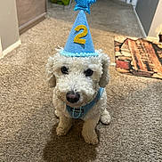Jax is registered to the contest to win money with this photo: dog, white, curly_fur, party_hat, blue, number_2, star, carpet, indoor, pet, celebration, birthday, cute, animal, sitting, floor, portrait, small_dog, house, happy