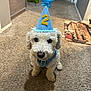 dog, white, curly_fur, party_hat, blue, number_2, star, carpet, indoor, pet, celebration, birthday, cute, animal, sitting, floor, portrait, small_dog, house, happy