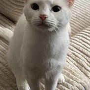 Cuajada is registered to the contest to win money with this photo: animal, cat, close_up, couch, curious, cute, domestic_cat, ears, face, feline, fur, heterochromia, indoor, odd_eyed_cat, paws, pet, sitting, textured_fabric, whiskers, white_cat