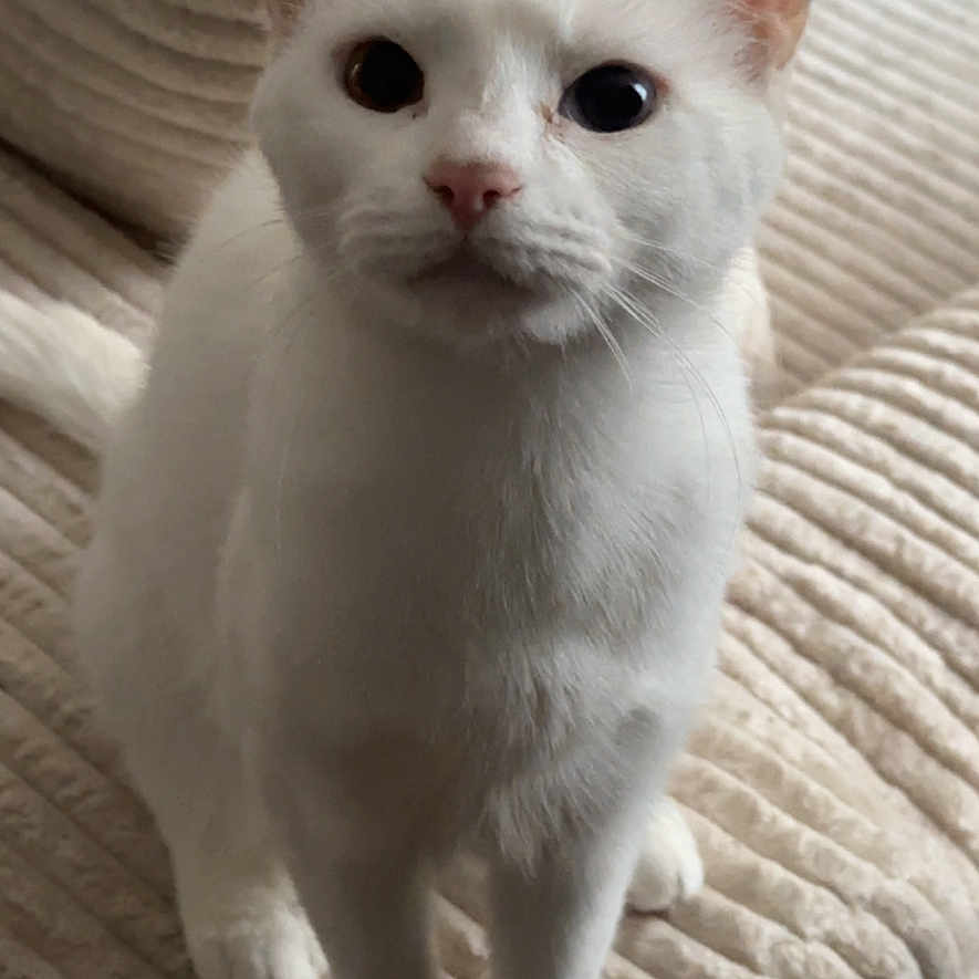 Cuajada is registered to the contest to win money with this photo: animal, cat, close_up, couch, curious, cute, domestic_cat, ears, face, feline, fur, heterochromia, indoor, odd_eyed_cat, paws, pet, sitting, textured_fabric, whiskers, white_cat