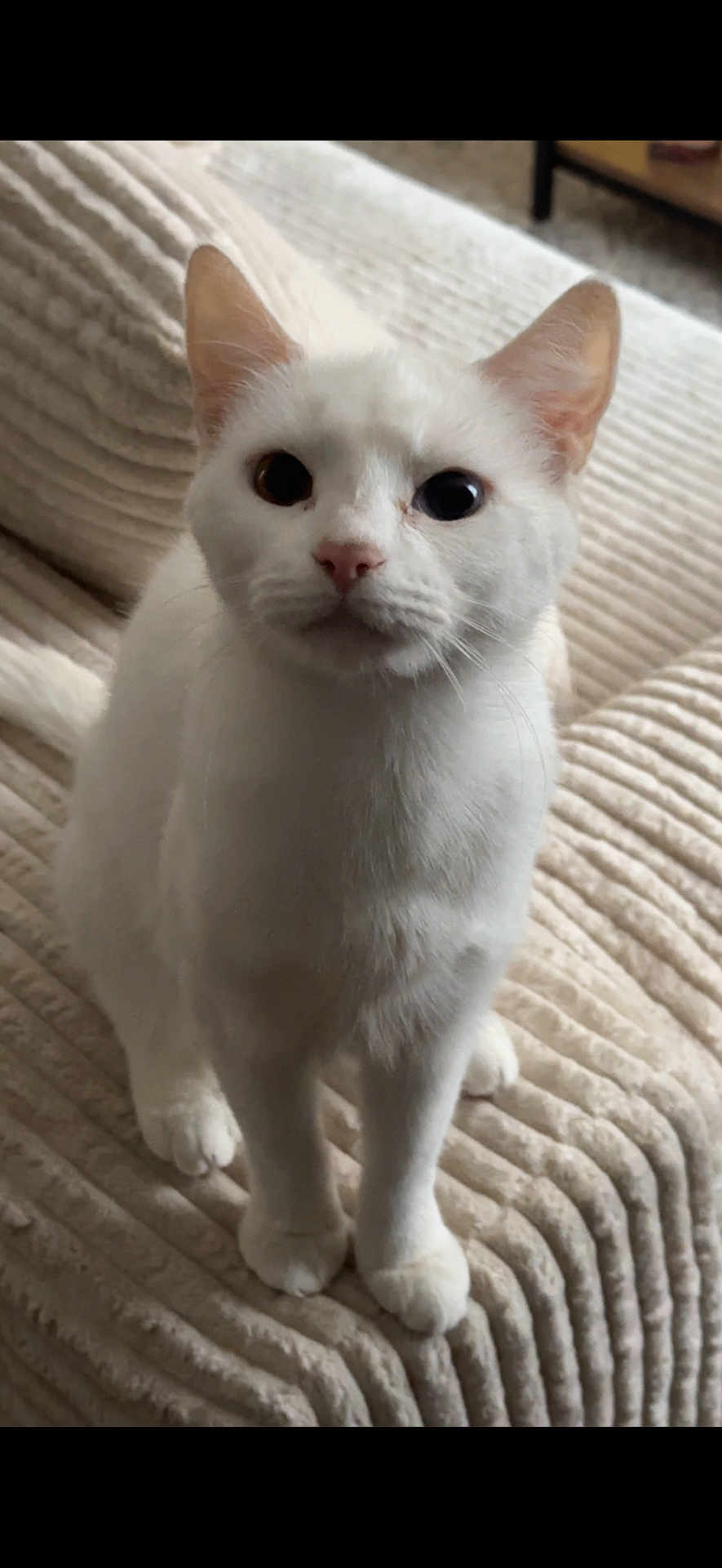 Cuajada is registered to the contest to win money with this photo: animal, cat, close_up, couch, curious, cute, domestic_cat, ears, face, feline, fur, heterochromia, indoor, odd_eyed_cat, paws, pet, sitting, textured_fabric, whiskers, white_cat