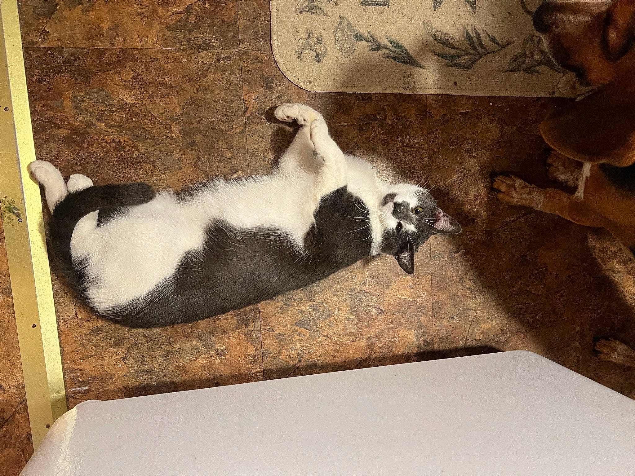 Flash joined the competition — help win amazing prizes! art, canidae, carnivore, cat, comfort, domestic_short_haired_cat, felidae, fur, linens, nap, paw, small_to_medium_sized_cats, still_life_photography, tail, terrestrial_animal, tints_and_shades, visual_arts, whiskers, window, wood