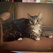 Leo joined the competition — help win amazing prizes! animal, cat, chair, cute, domestic_animal, ears, feline, fur, indoor, looking, paws, pet, portrait, relaxed, resting, seated, striped, tabby, upholstered_chair, whiskers
