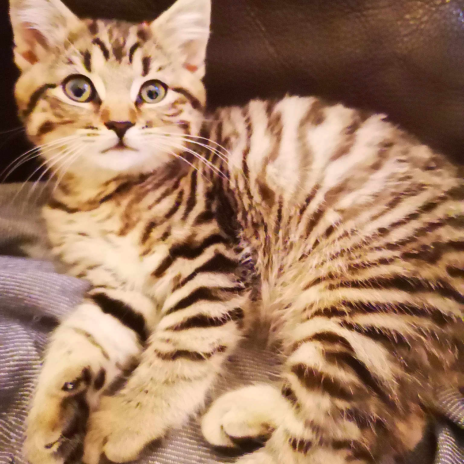 Saki joined the competition — help win amazing prizes! american_shorthair, american_wirehair, arabian_mau, asian, australian_mist, bengal, california_spangled, carnivore, cat, domestic_short_haired_cat, dragon_li, egyptian_mau, european_shorthair, felidae, mammal, small_to_medium_sized_cats, tabby_cat, toyger, vertebrate, whiskers