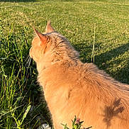 Tessy participe au concours pour gagner de l'argent avec cette photo : cat, orange_cat, outdoor, garden, plants, grass, sunlight, furry, animal, nature, daylight, backyard, stone, greenery, pet, mammal, curious, rustic, shed, bicycle