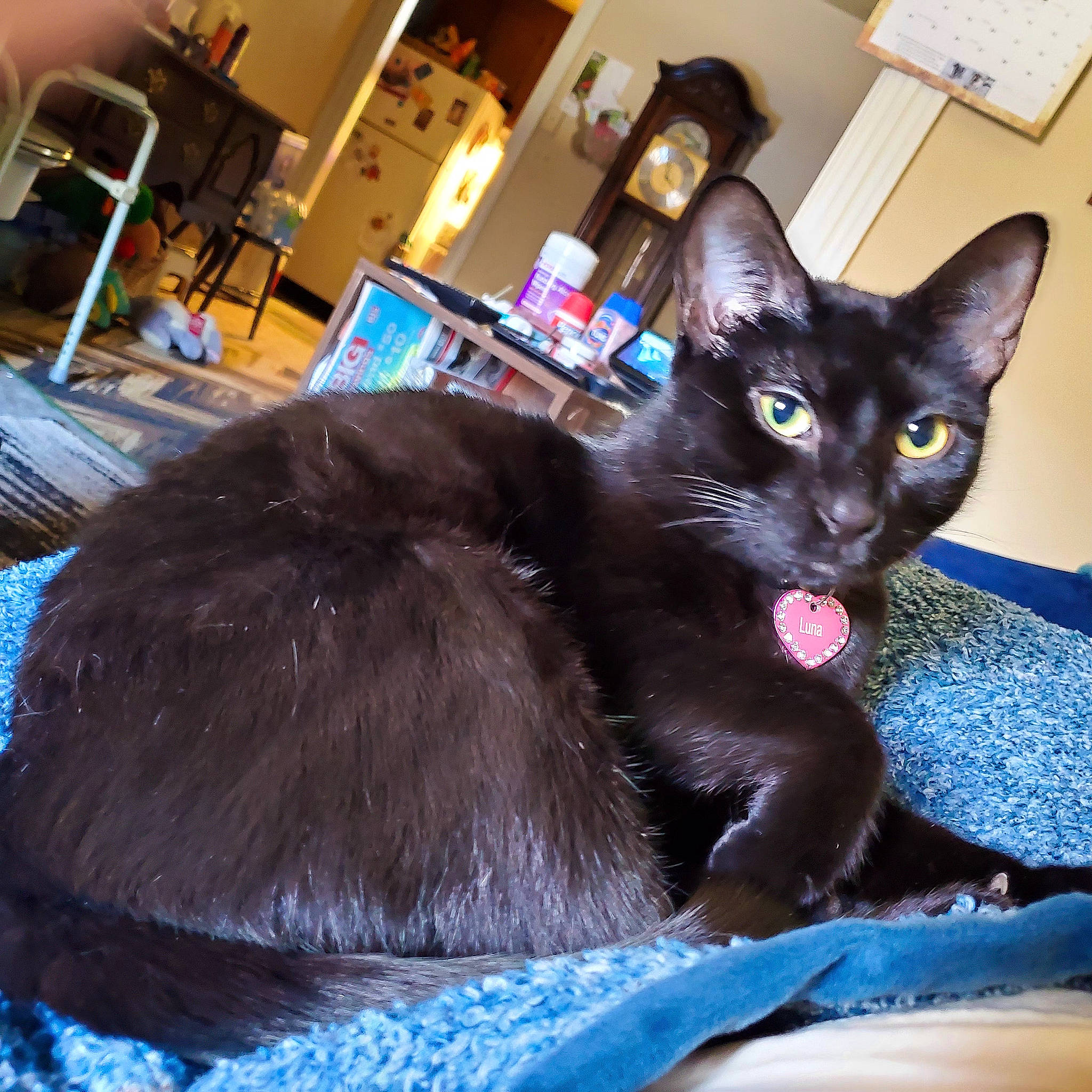 Griffin joined the competition — help win amazing prizes! black_cat, bombay, carnivore, cat, cat_supply, chair, claw, comfort, domestic_short_haired_cat, electric_blue, felidae, fur, havana_brown, houseplant, iris, small_to_medium_sized_cats, snout, tail, whiskers, window