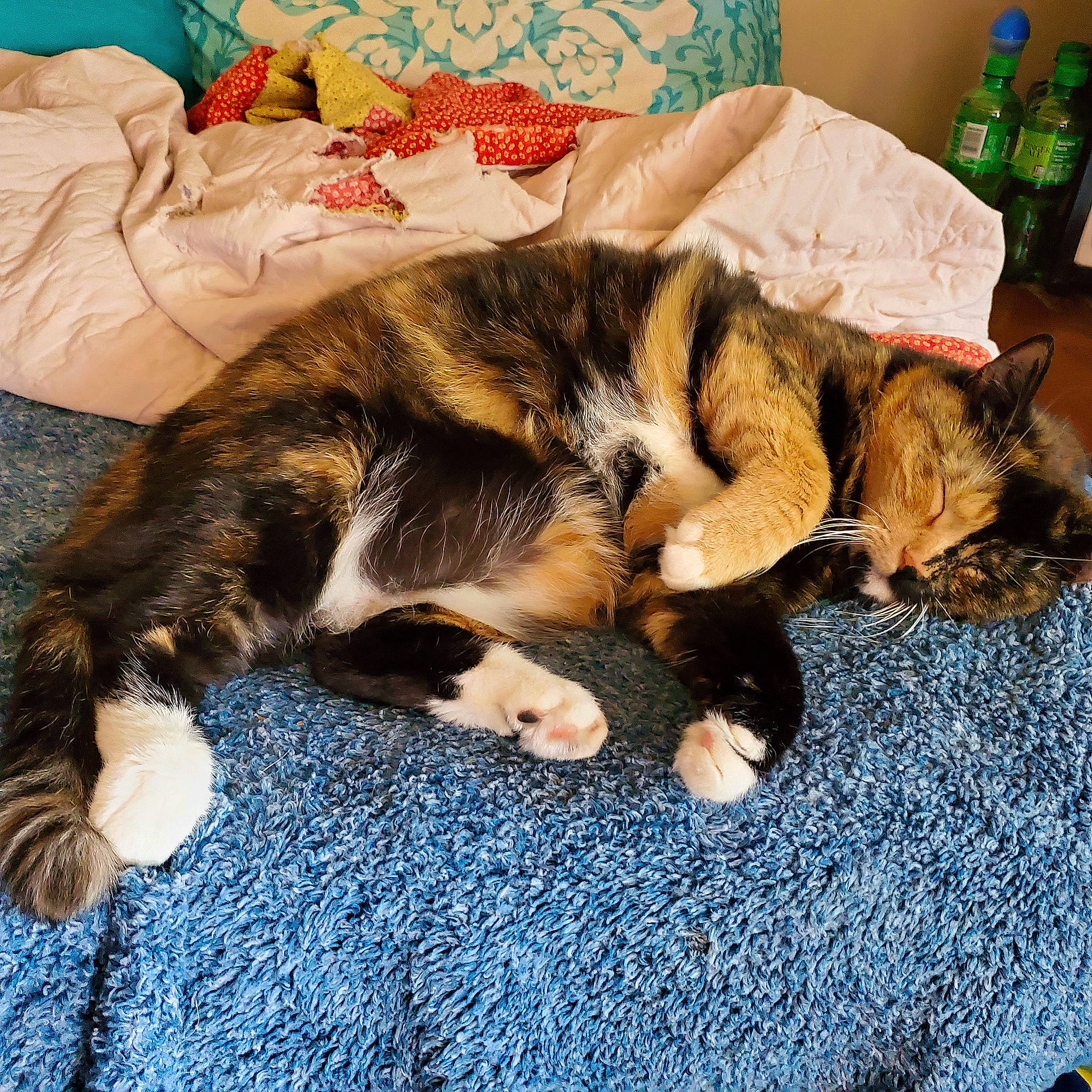 Griffin joined the competition — help win amazing prizes! canidae, carnivore, cat, claw, comfort, companion_dog, dog_breed, domestic_short_haired_cat, fawn, felidae, fur, lap, linens, paw, small_to_medium_sized_cats, sporting_group, tail, textile, water_bottle, whiskers