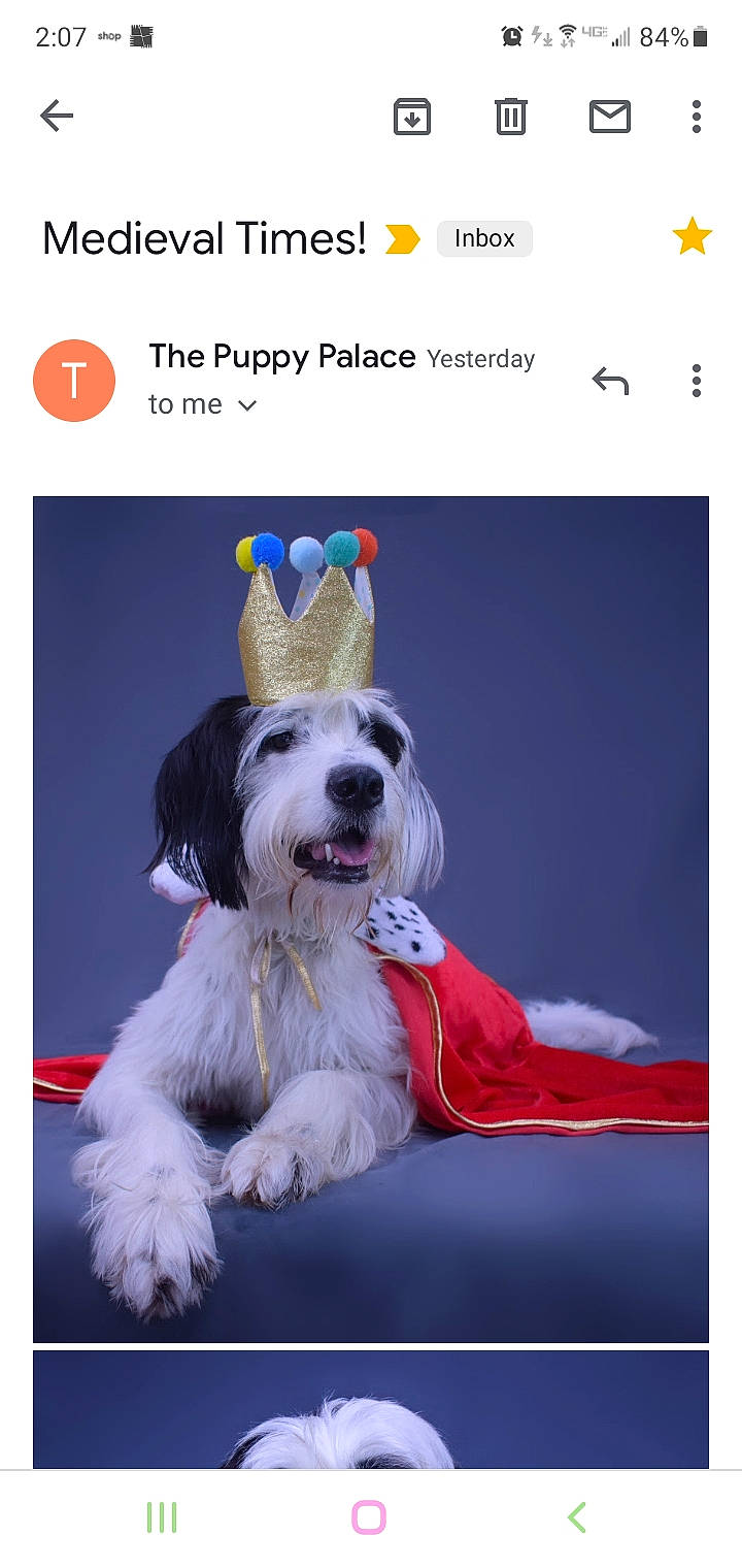 Griffin is registered to the contest to win money with this photo: carnivore, clock, collar, companion_dog, dog, dog_breed, dog_collar, dog_supply, event, fashion_accessory, font, logo, pet_supply, photo_caption, rectangle, screenshot, small_terrier, snout, sporting_group, terrier